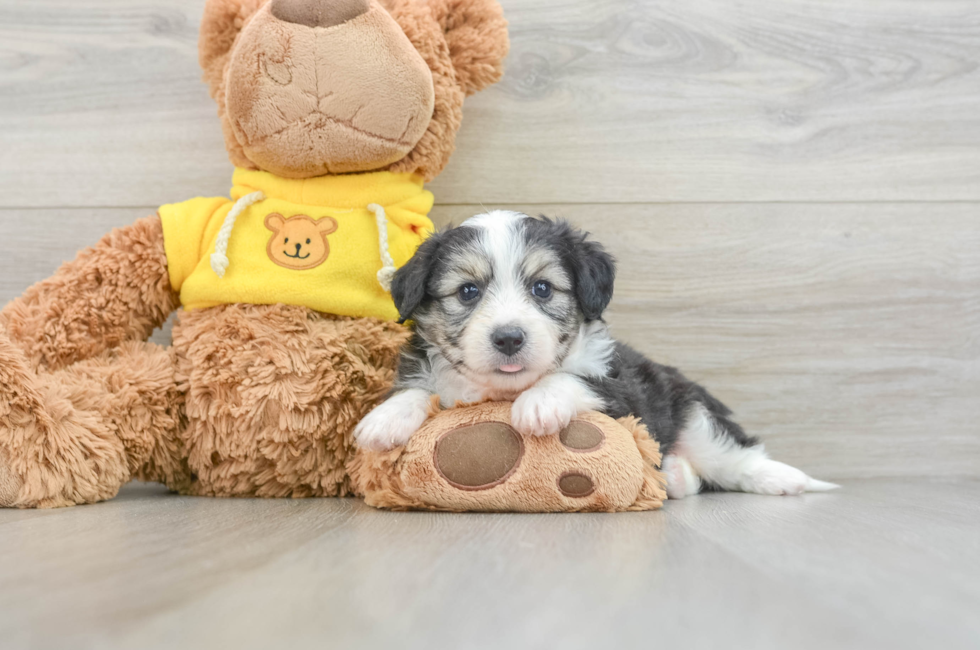 6 week old Aussiechon Puppy For Sale - Premier Pups