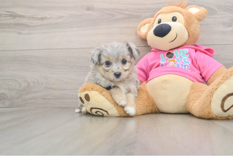 Aussiechon Pup Being Cute