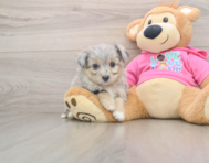 5 week old Aussiechon Puppy For Sale - Premier Pups