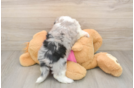 Best Aussiechon Baby