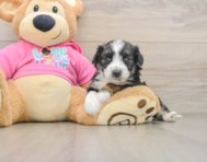 5 week old Aussiechon Puppy For Sale - Premier Pups