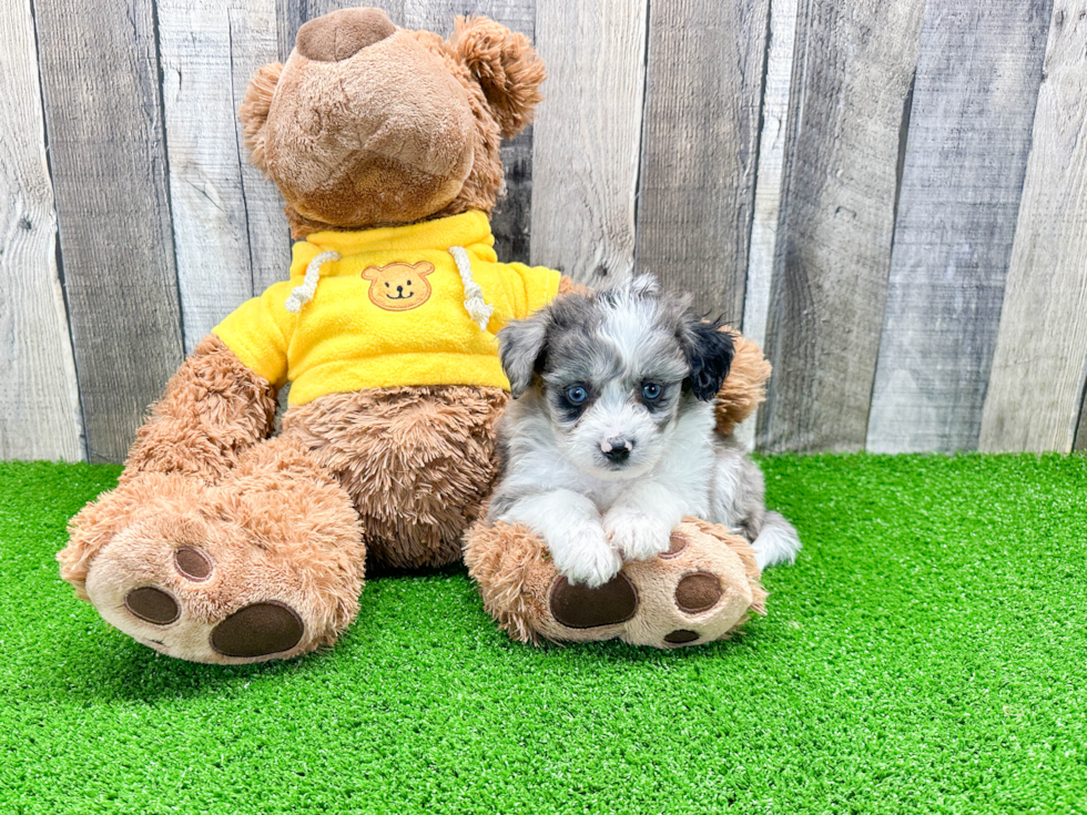 Aussiechon Pup Being Cute