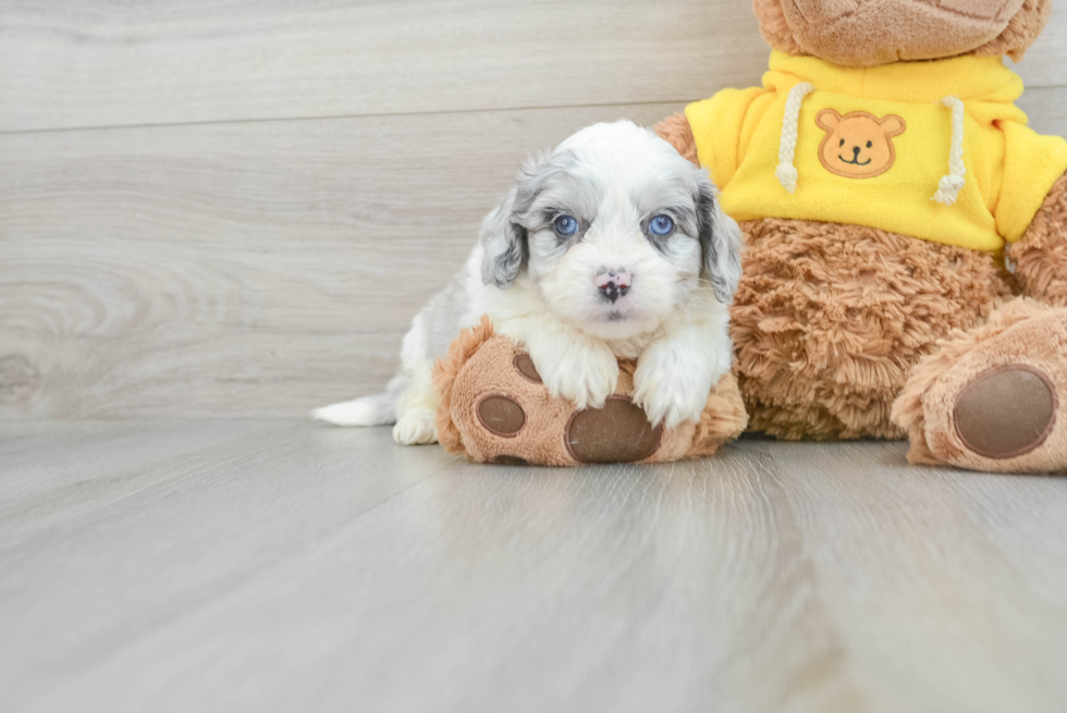 Aussiechon Puppy for Adoption