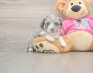 6 week old Aussiechon Puppy For Sale - Premier Pups