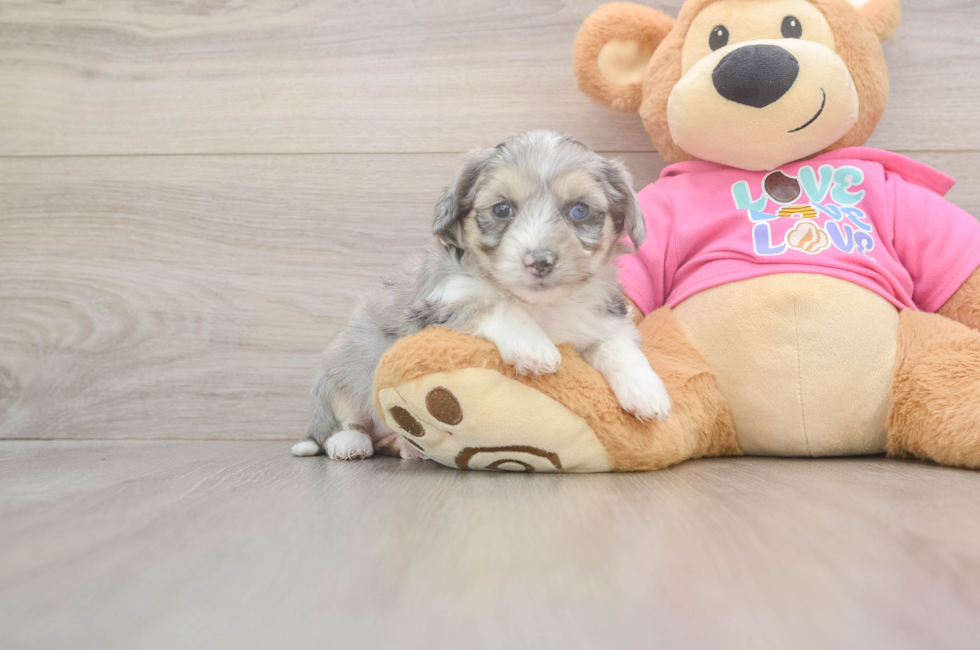 5 week old Aussiechon Puppy For Sale - Premier Pups