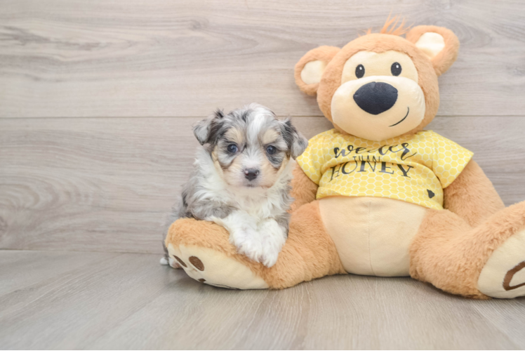 Playful Aussie Bichon Designer Puppy