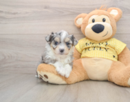 6 week old Aussiechon Puppy For Sale - Premier Pups