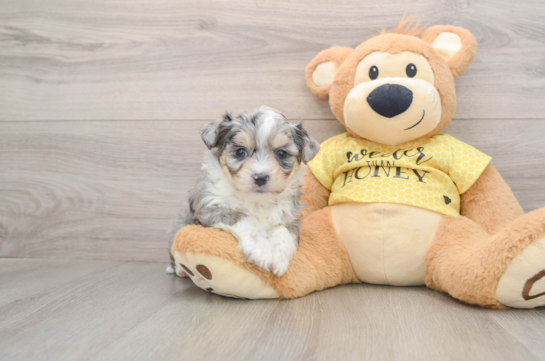 Playful Aussie Bichon Designer Puppy