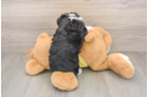 Petite Aussiechon Designer Pup