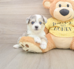 5 week old Aussiechon Puppy For Sale - Premier Pups