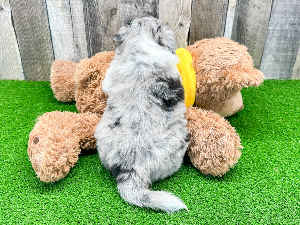 Fluffy Aussiechon Designer Pup