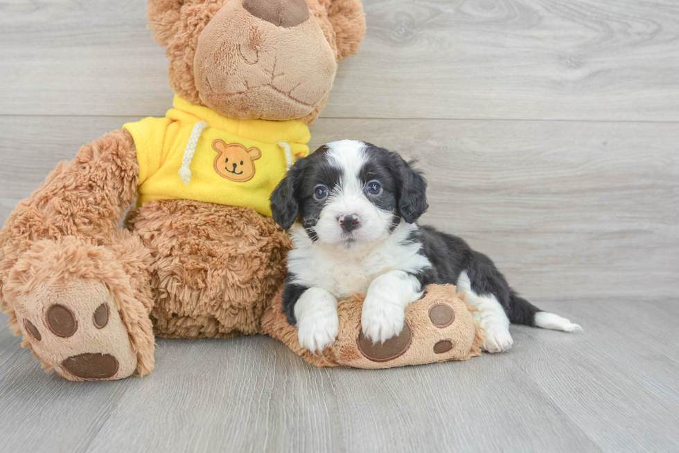 Aussiechon Pup Being Cute