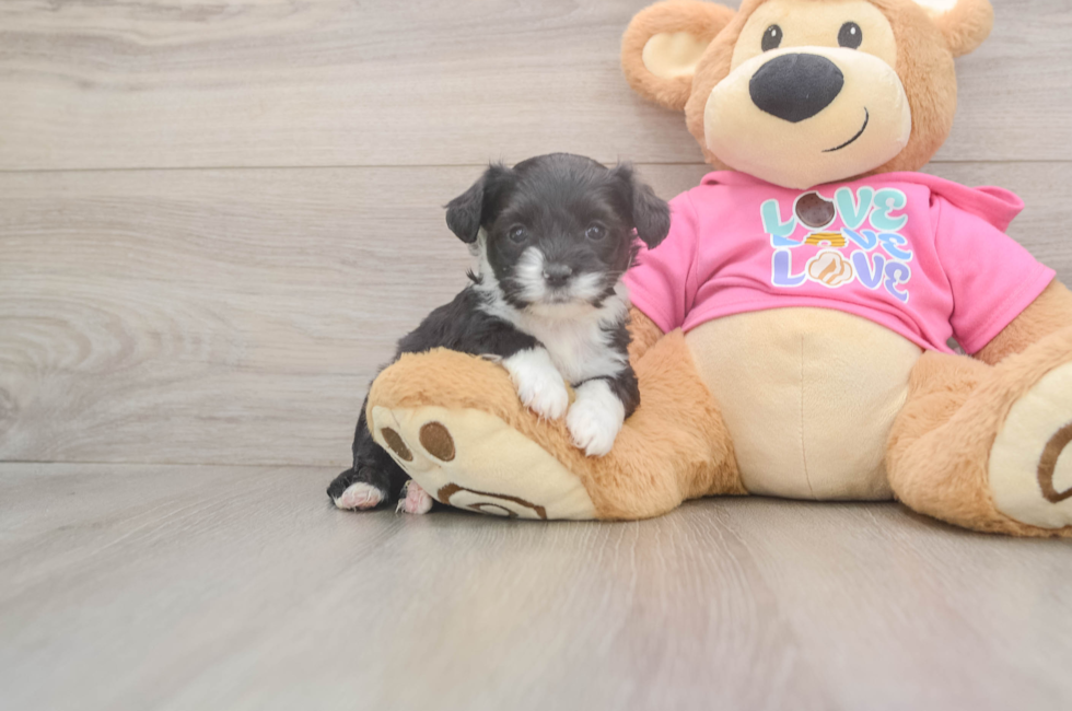 5 week old Aussiechon Puppy For Sale - Premier Pups