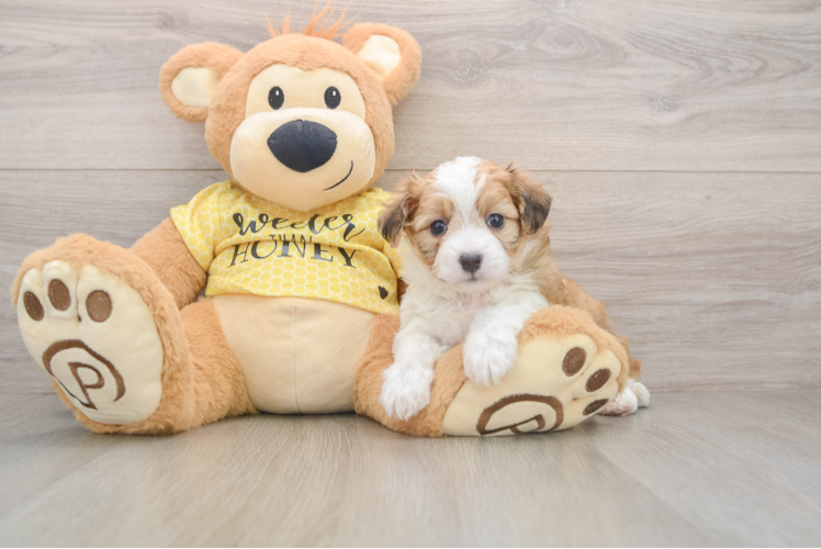 Best Aussiechon Baby