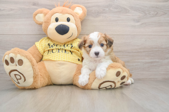 Best Aussiechon Baby