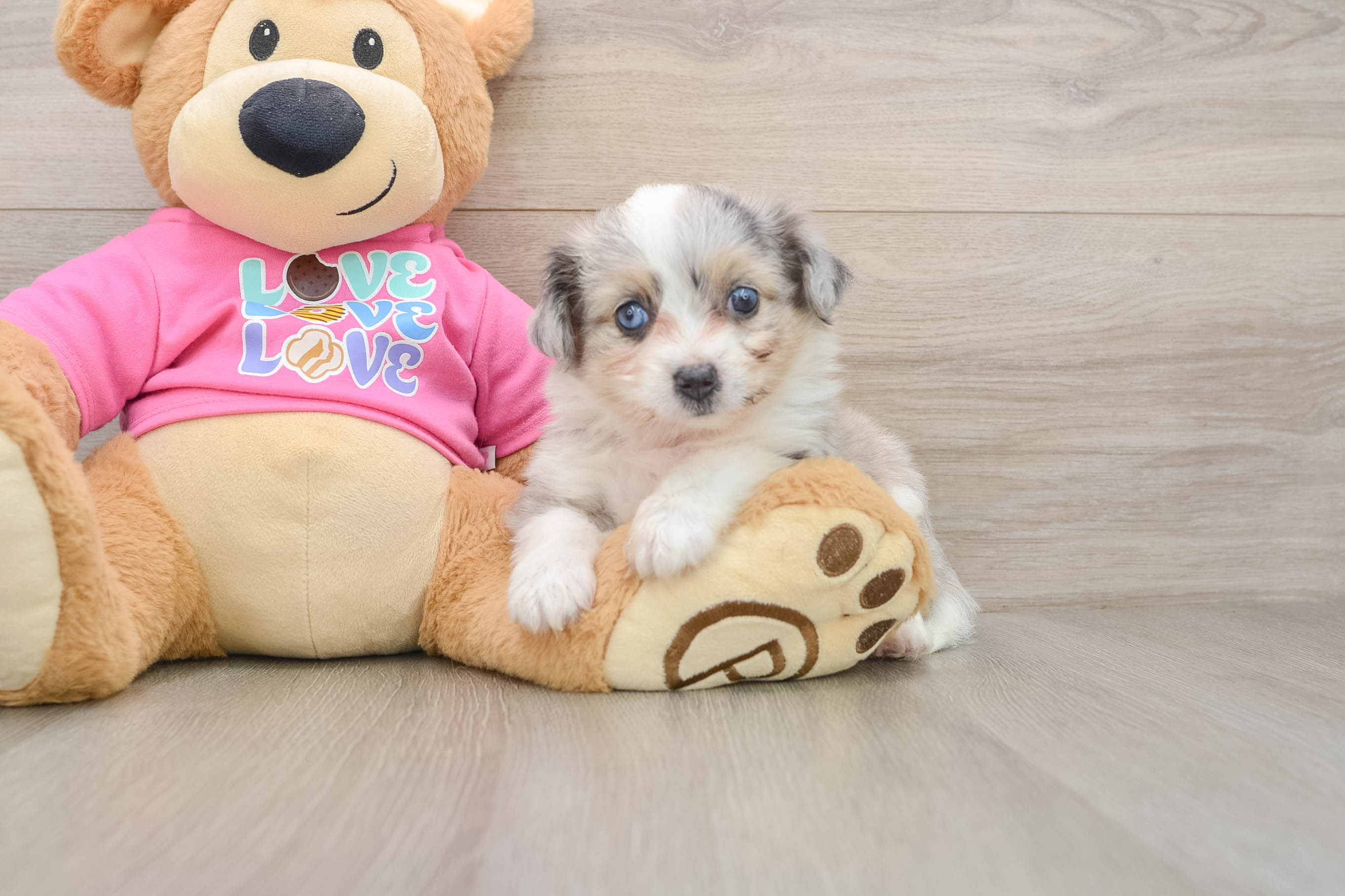 Aussiechon Puppy for Adoption