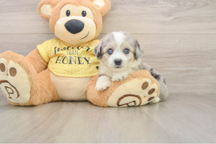 Hypoallergenic Aussie Bichon Designer Puppy