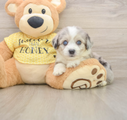 5 week old Aussiechon Puppy For Sale - Premier Pups
