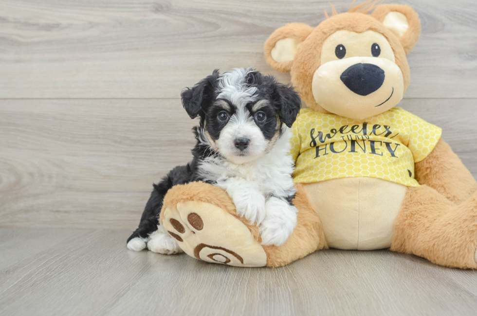 6 week old Aussiechon Puppy For Sale - Premier Pups