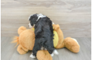 Aussiechon Puppy for Adoption