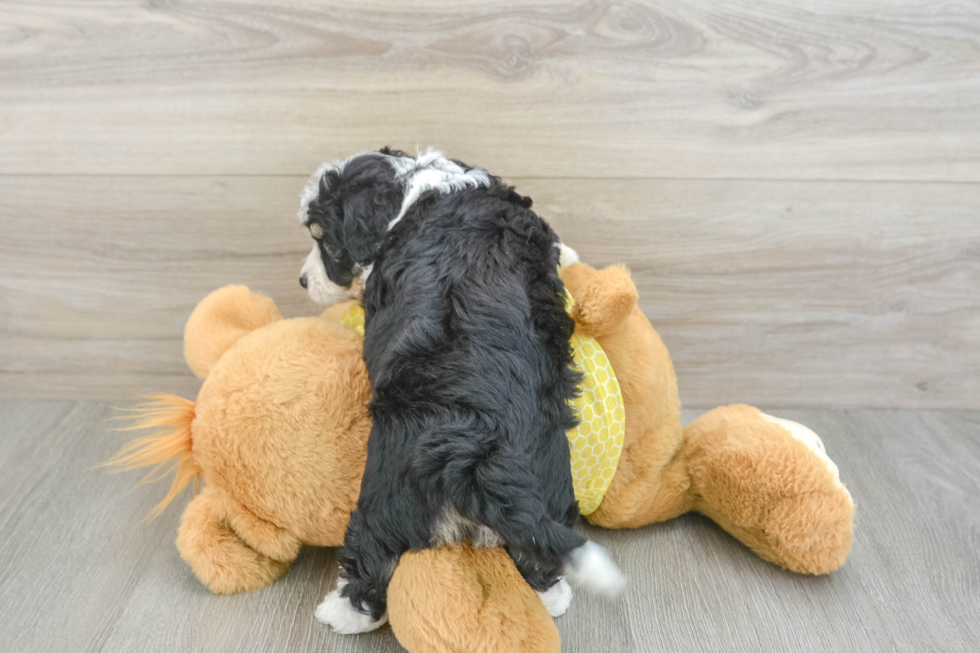 Aussiechon Puppy for Adoption
