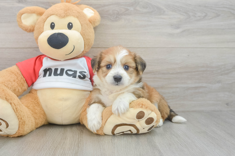 5 week old Aussiechon Puppy For Sale - Premier Pups