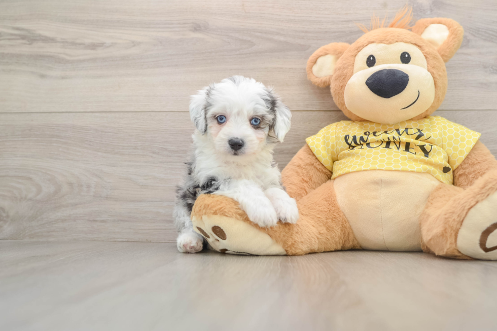 Aussiechon Puppy for Adoption