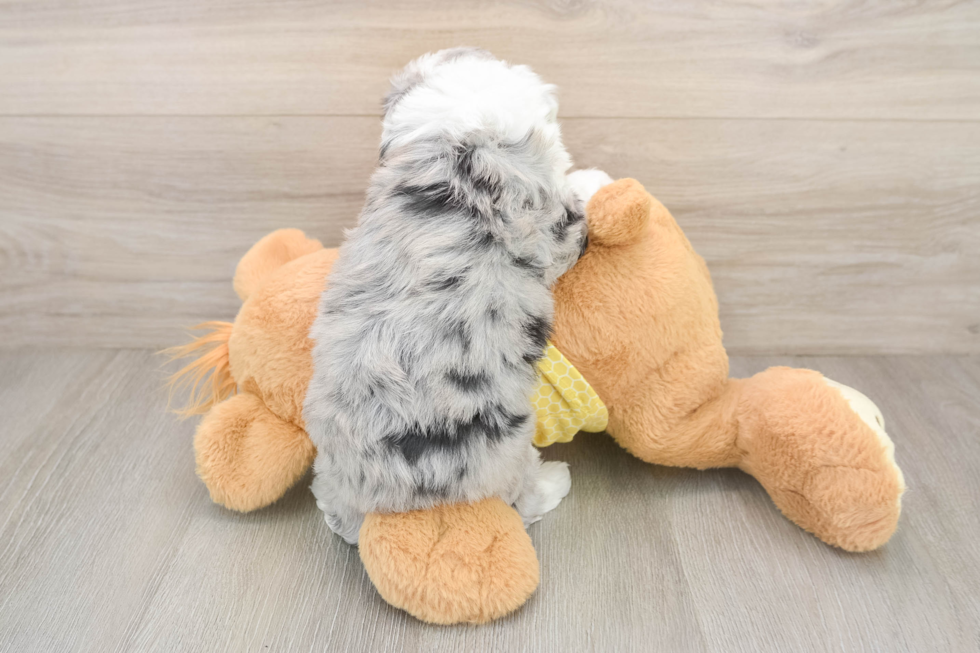 Smart Aussiechon Designer Pup