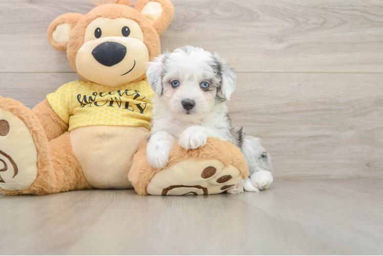 Aussiechon Puppy for Adoption