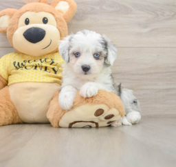 6 week old Aussiechon Puppy For Sale - Premier Pups