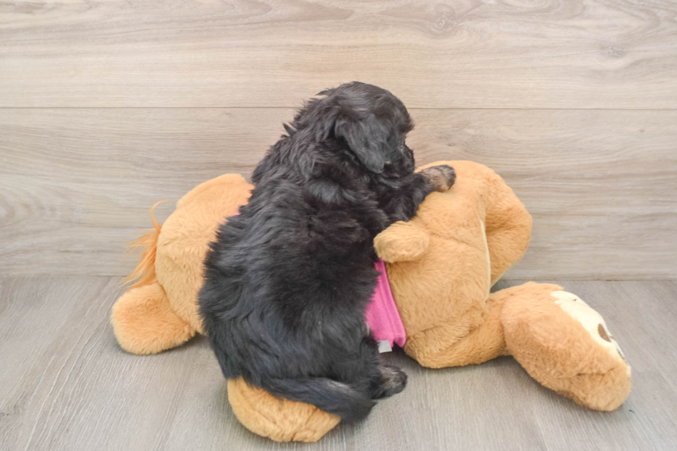 Playful Aussie Bichon Designer Puppy