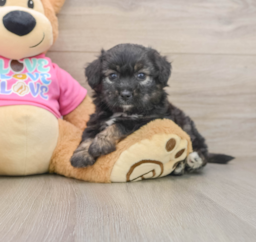 7 week old Aussiechon Puppy For Sale - Premier Pups