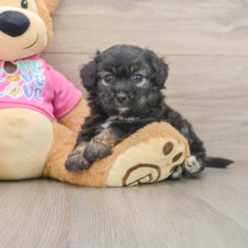 Best Aussiechon Baby