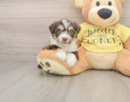 6 week old Aussiechon Puppy For Sale - Premier Pups