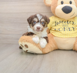 5 week old Aussiechon Puppy For Sale - Premier Pups