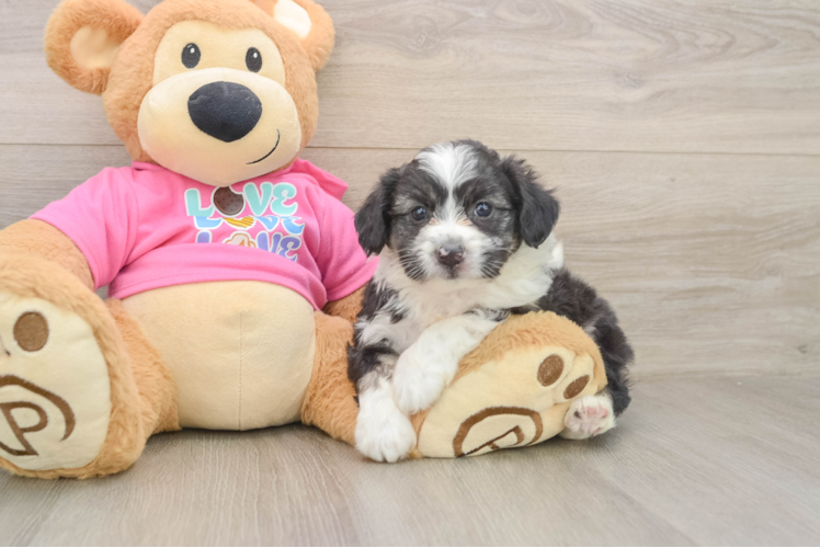 Best Aussiechon Baby