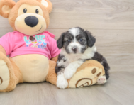 7 week old Aussiechon Puppy For Sale - Premier Pups