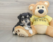 8 week old Aussiechon Puppy For Sale - Premier Pups