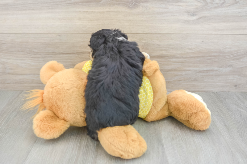 Meet Banks - our Aussiechon Puppy Photo 2/3 - Premier Pups
