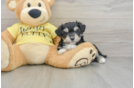 Adorable Aussie Bichon Designer Puppy