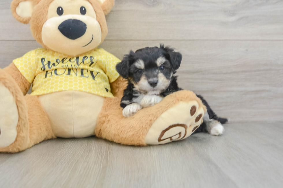 Adorable Aussie Bichon Designer Puppy