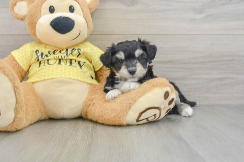 Meet Banks - our Aussiechon Puppy Photo 3/3 - Premier Pups
