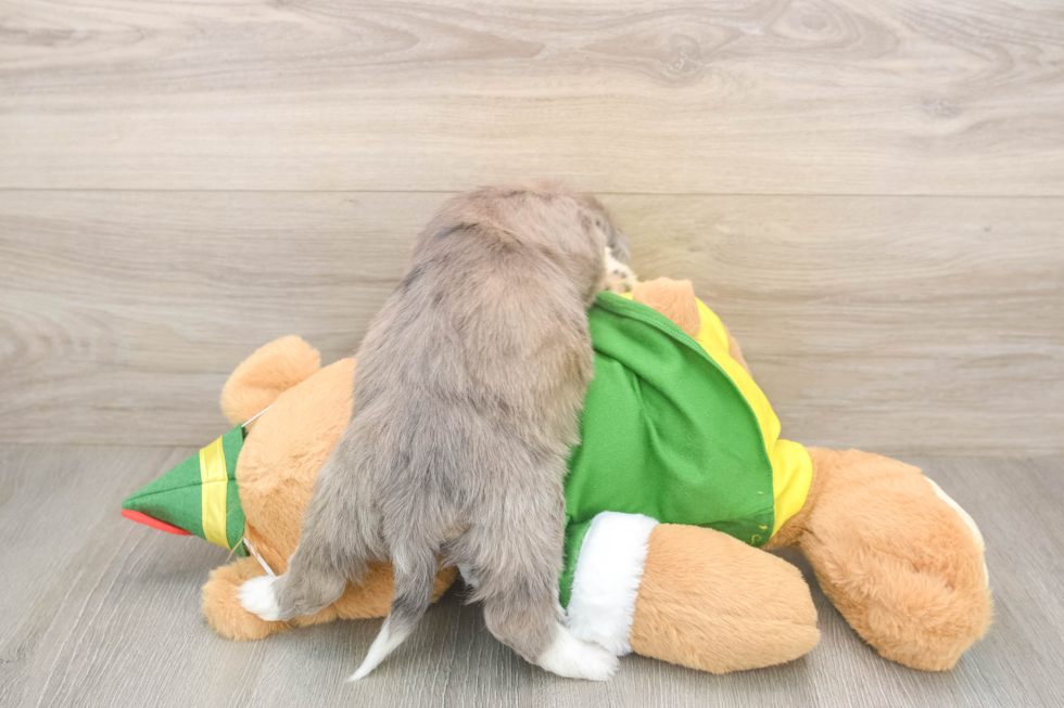 Aussiechon Pup Being Cute