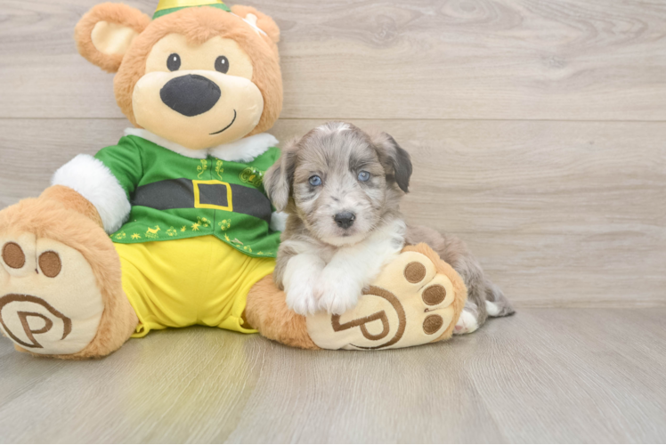 Aussiechon Puppy for Adoption