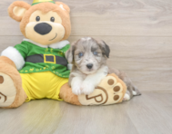 6 week old Aussiechon Puppy For Sale - Premier Pups