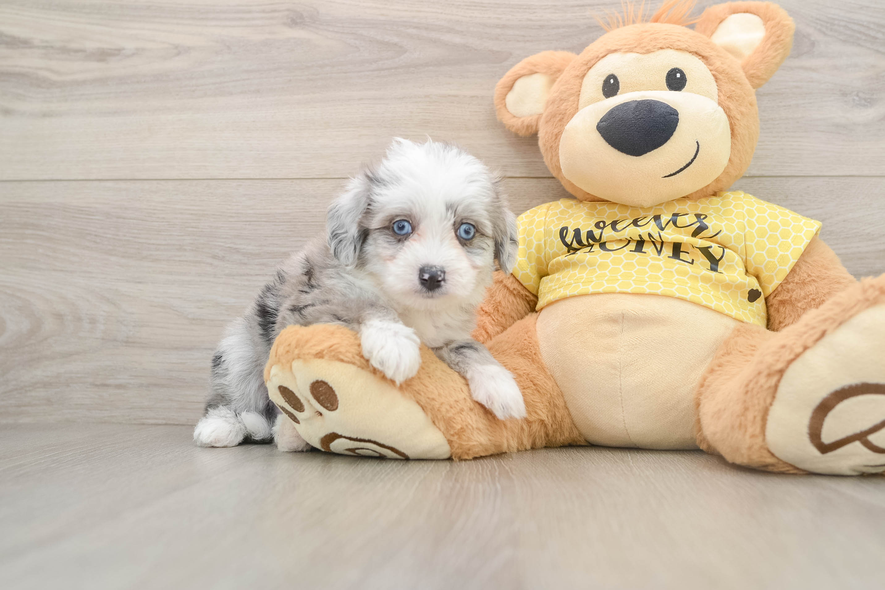 Little Aussie Bichon Designer Puppy