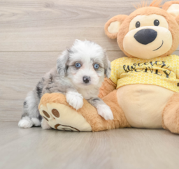 6 week old Aussiechon Puppy For Sale - Premier Pups