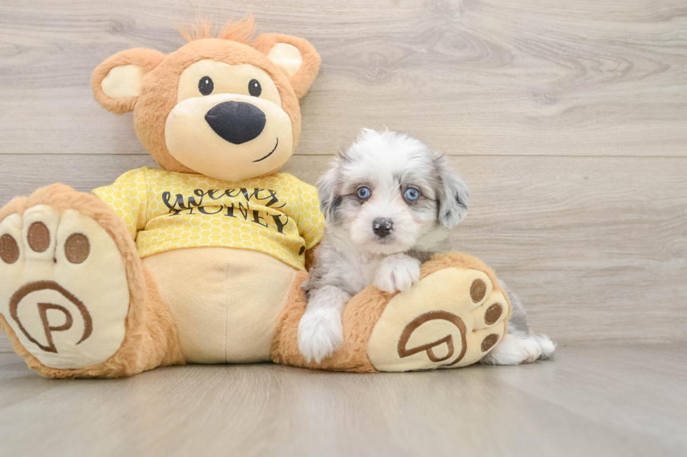Popular Aussiechon Designer Pup