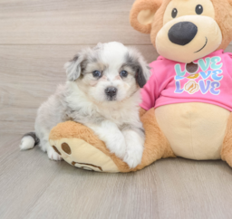 7 week old Aussiechon Puppy For Sale - Premier Pups