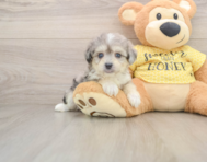 6 week old Aussiechon Puppy For Sale - Premier Pups